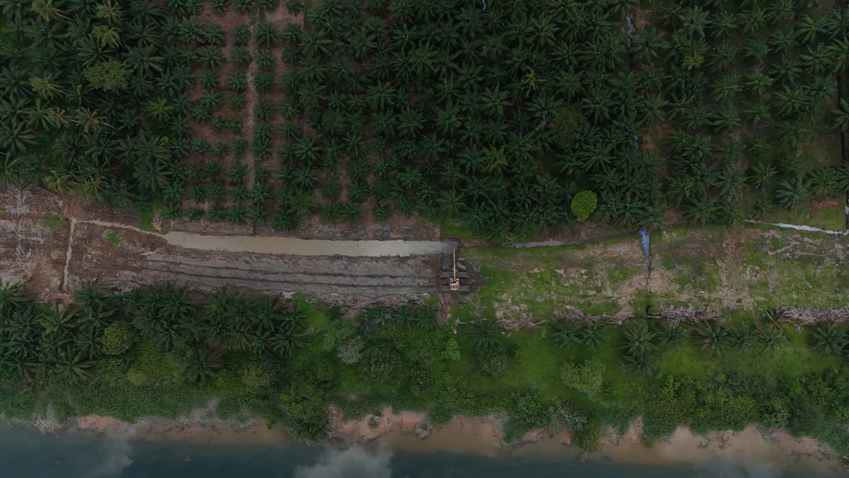 Aerial view of a reshaped channel and bund running between oil palm plantation
